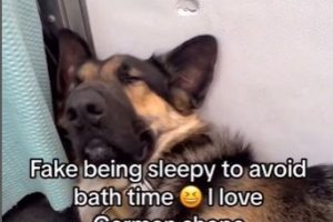 The Hilarious Moment a German Shepherd Faked Being Sleepy to Avoid Bath Time