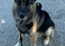 Hikers Rescue German Shepherd Abandoned on Griffith Hills