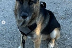 Hikers Rescue German Shepherd Abandoned on Griffith Hills