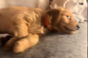 Bereaved Labrador Overcomes Grief With New Puppy