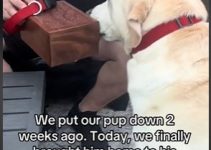 Dog’s Heartbreaking Search for Deceased Sibling