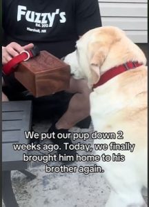 Dog's Heartbreaking Search for Deceased Sibling