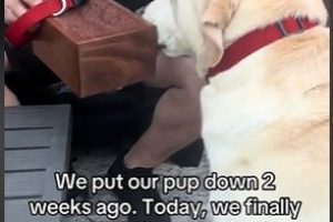 Dog’s Heartbreaking Search for Deceased Sibling