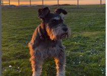 Family Grieve 14-year-old Mini Schnauzer