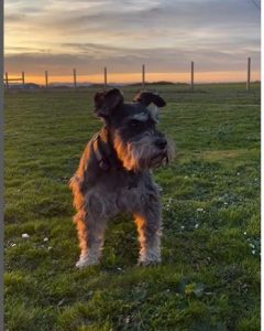 Family Grieve 14-year-old Mini Schnauzer