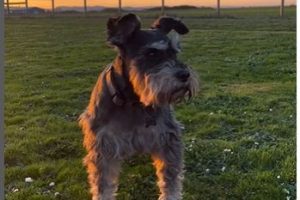 Family Grieve 14-year-old Mini Schnauzer