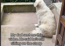 Dog Refuses to Go Inside After Owner Went on Vacation