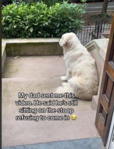 Dog Refuses to Go Inside After Owner Went on Vacation