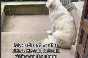 Dog Refuses to Go Inside After Owner Went on Vacation