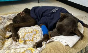 Abused Dog Found in a Ditch in Buchanan Dies