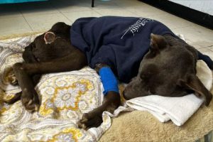 Abused Dog Found in a Ditch in Buchanan Dies