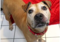 Shelter Seeks Home for Twice-Returned Senior Dog