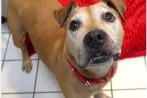 Shelter Seeks Home for Twice-Returned Senior Dog