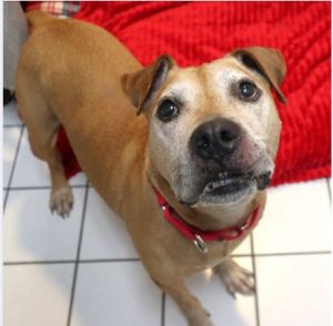 Shelter Seeks Home for Twice-Returned Senior Dog