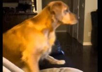 Golden Retrievers Terrified by Trump’s ‘Dog Was Eaten’ Comment