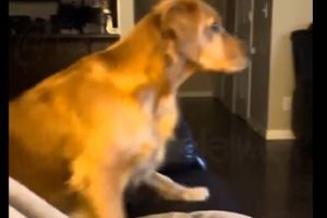 Golden Retrievers Terrified by Trump’s ‘Dog Was Eaten’ Comment