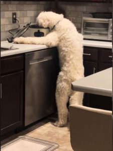 Dog Caught Stealing Food From Owner's Pot