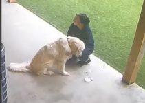 Dog Sad After Being Picked Up Last From Daycare