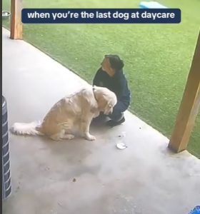 Dog Upset After Being Picked Up Last From Daycare