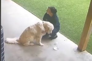 Dog Sad After Being Picked Up Last From Daycare