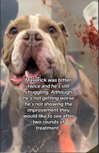 Bulldog Bitten Twice by Rattlesnake While Protecting Owner and Sibling