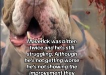 Bulldog Bitten Twice by Rattlesnake While Protecting Owner and Sibling