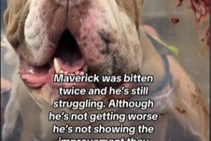 Bulldog Bitten Twice by Rattlesnake While Protecting Owner and Sibling