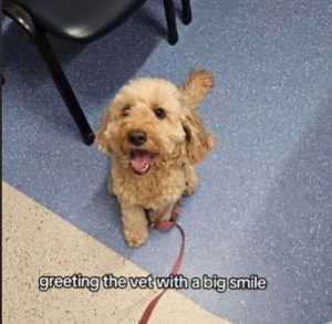 Moment Dog Faked Illness for a Treat