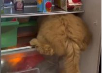 Poodle Hides in Refrigerator to Cool Off in Hot Weather