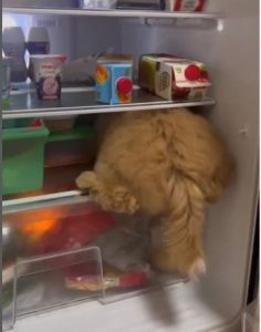 Poodle Hides in Refrigerator to Cool Off in Hot Weather