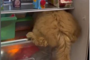 Poodle Hides in Refrigerator to Cool Off in Hot Weather