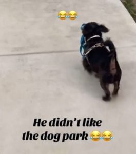 Dog Who Disliked Dog Park Walked Himself Home, Upset