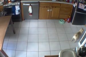 Dog Sets Home on Fire While Searching for Food