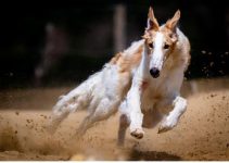 Top 10 Fastest Dog Breeds