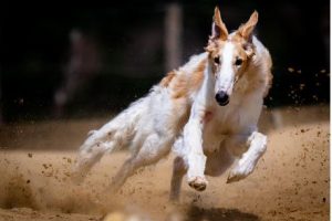 Top 10 Fastest Dog Breeds