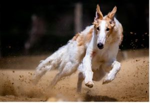 Top 10 Fastest Dog Breeds