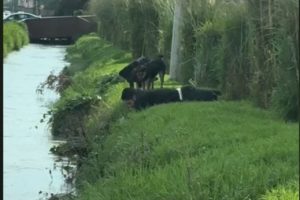 Man Saves Stray Dog from Drowning