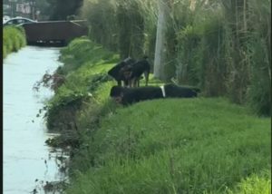 Man Saves Stray Dog from Drowning