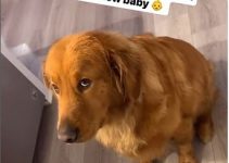 Moment Golden Retriever Becomes Jealous Over New Baby