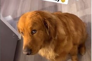 Moment Golden Retriever Becomes Jealous Over New Baby