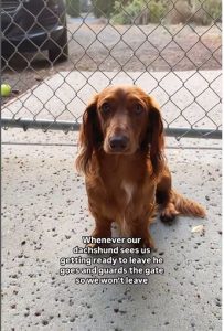 Moment Dachshund Guards Gate to Stop Owner From Leaving