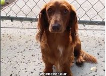 Moment Dachshund Guards Gate to Stop Owner From Leaving