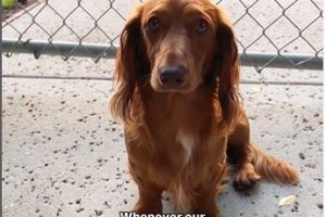 Moment Dachshund Guards Gate to Stop Owner From Leaving