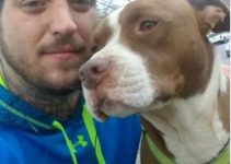 Missing Dog Found Guarding His Owner’s Dead Body