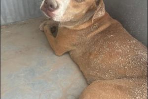 Dog Found Abandoned in Canal with Bound Legs