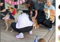 Shy Dachshund’s Reaction at Birthday Party Stuns Viewers