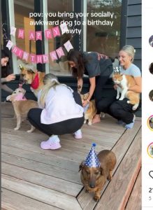 Shy Dachshund's Reaction at Birthday Party Stuns Viewers