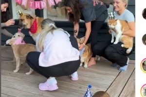 Shy Dachshund’s Reaction at Birthday Party Stuns Viewers