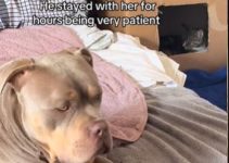 Moment XL Bully Acts as Birthing Partner for Pregnant Cat