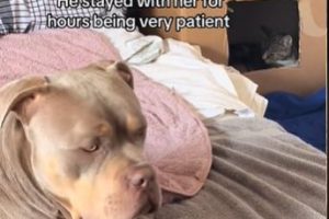 Moment XL Bully Acts as Birthing Partner for Pregnant Cat